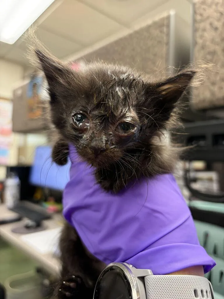 A baby small-sized female Black Domestic Short Hair cat named Page for adoption in Fruit Heights, UT