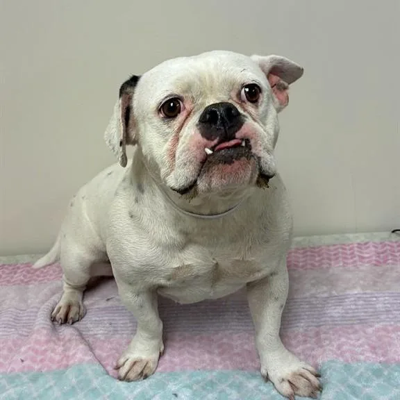 An adult medium-sized female White / Cream English Bulldog dog named AMaxine for adoption in Bend, OR