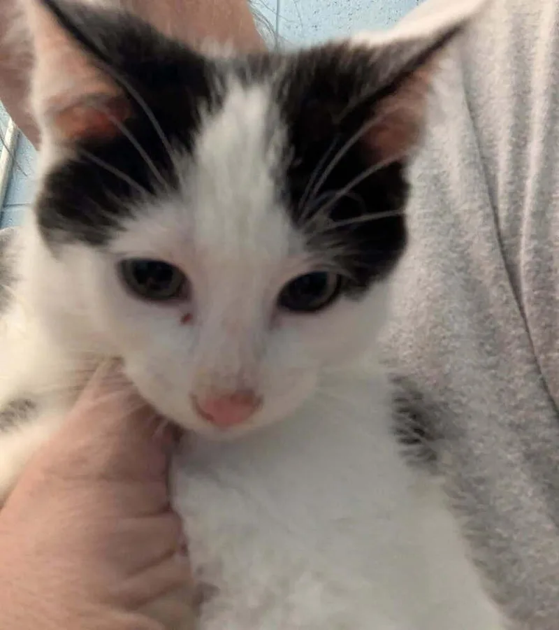 A baby small-sized male Black & White / Tuxedo Domestic Short Hair cat named Scone for adoption in Evansville, IN