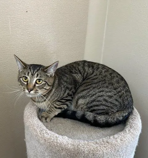 An adult medium-sized male Tabby (Brown / Chocolate) Domestic Short Hair cat named Mochi for adoption in Marshall, TX