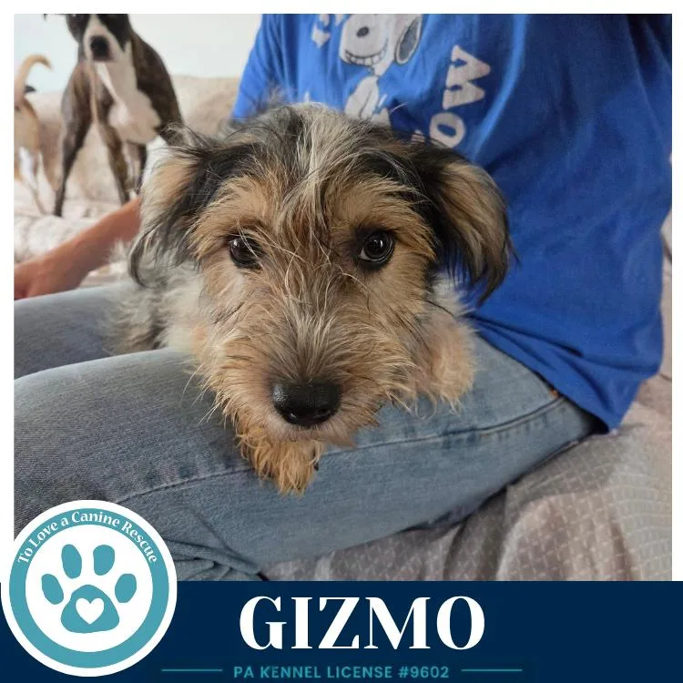 A baby medium-sized male Tricolor (Brown, Black, & White) Shih Tzu dog named Gizmo for adoption in Kimberton, PA