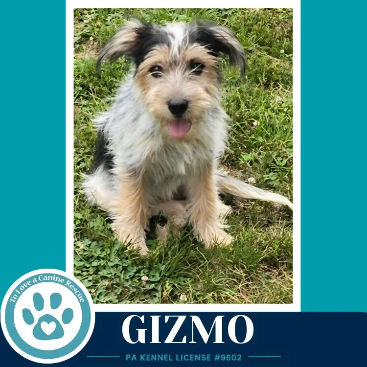 Gizmo thumbnail 2