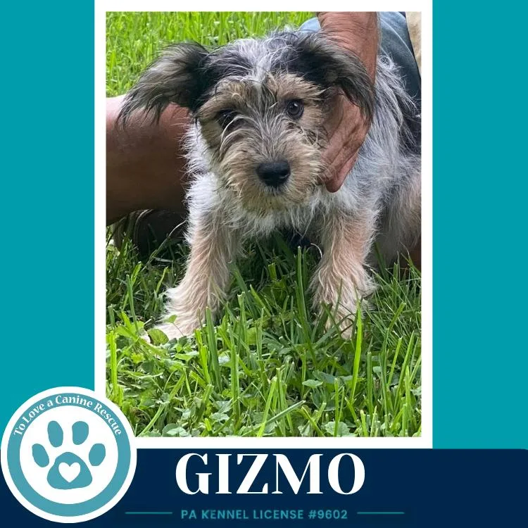 Gizmo thumbnail 3