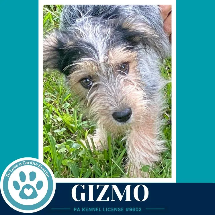 Gizmo thumbnail 4