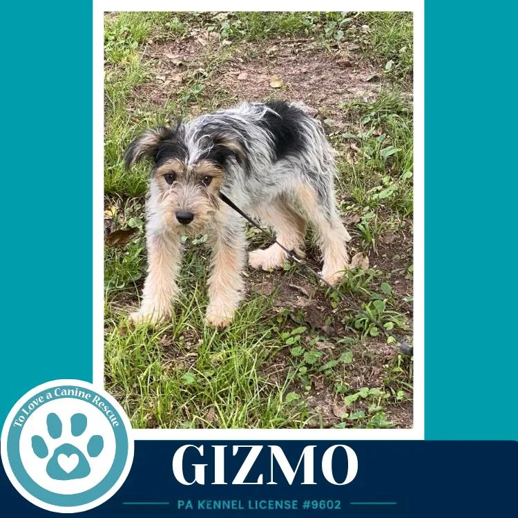 Gizmo thumbnail 5