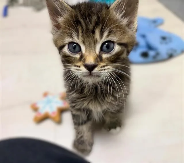 A baby small-sized male Domestic Short Hair cat named Tipper for adoption in Sacramento, CA