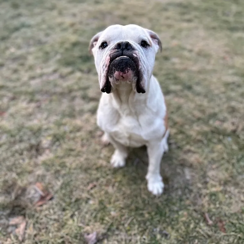 Archie