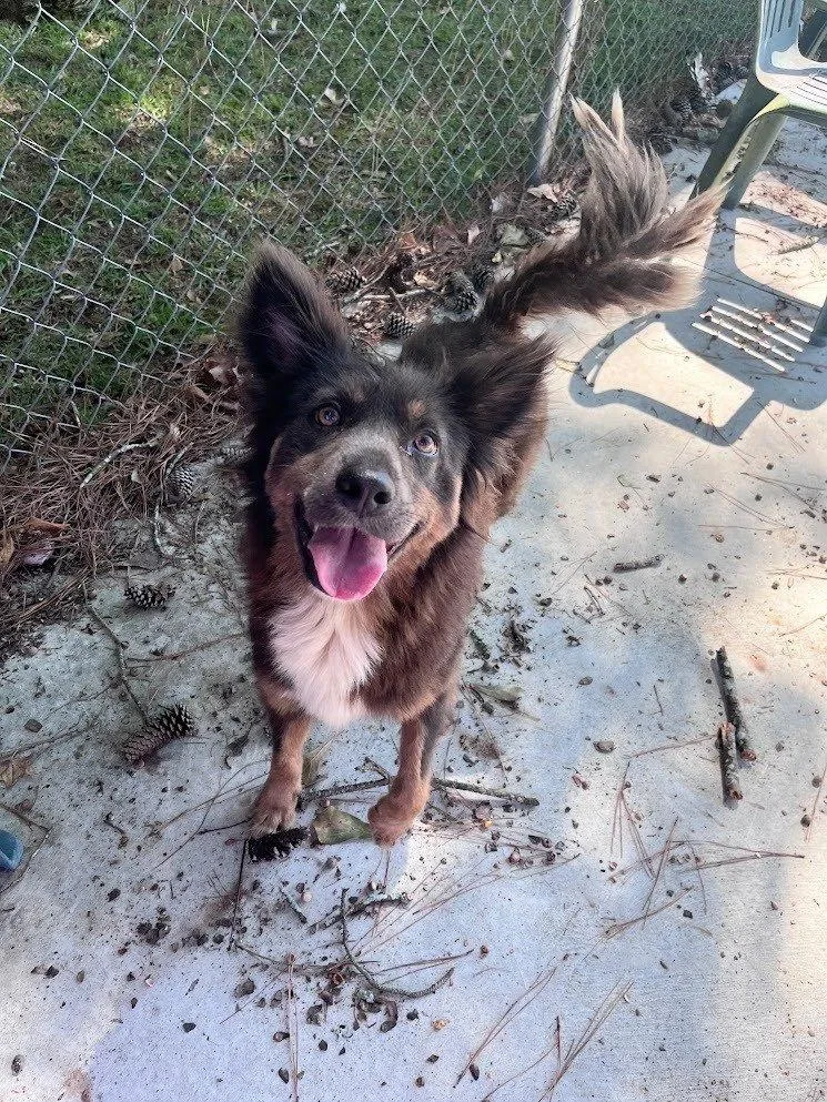 An adult medium-sized female Tricolor (Brown, Black, & White) Mixed Breed dog named Maddie for adoption in Raleigh, NC