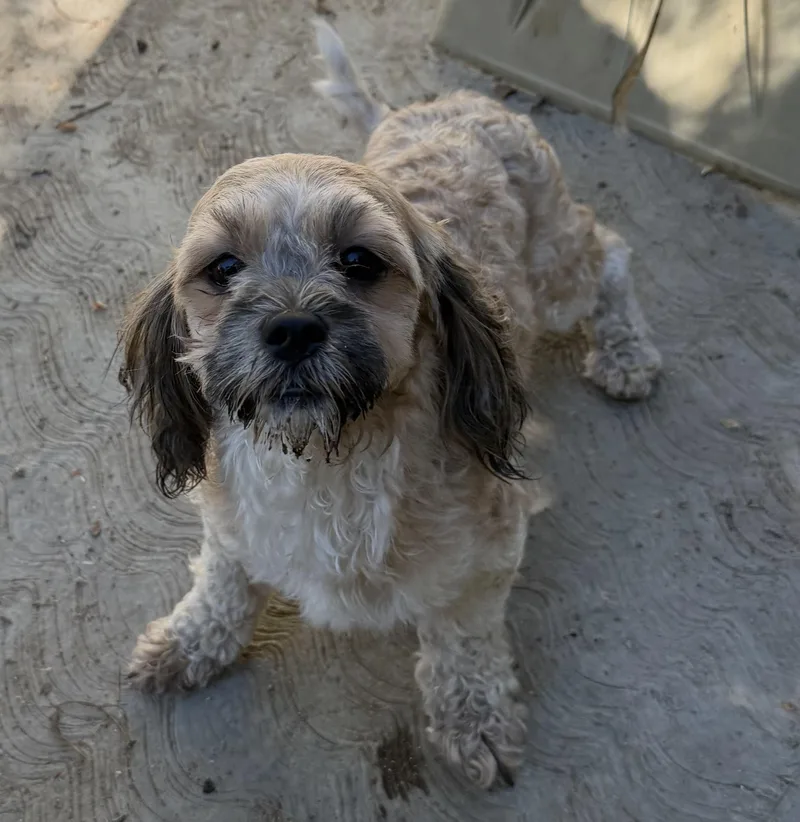 A young small-sized female Lhasa Apso dog named Chuy for adoption in Encino, CA
