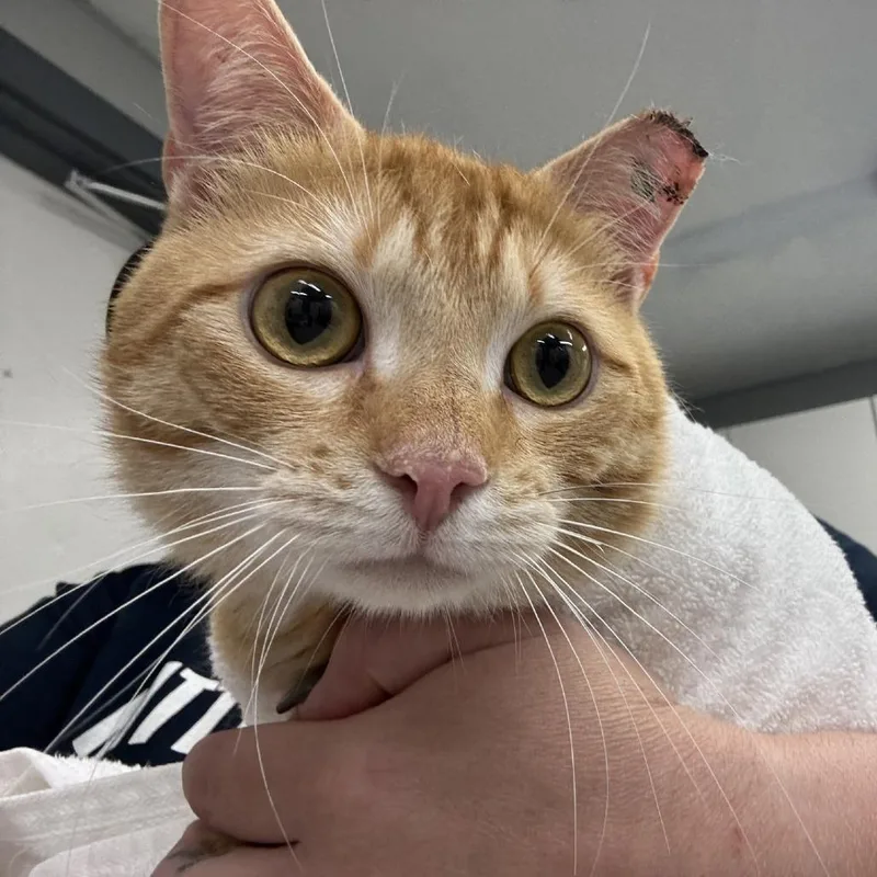 A young large-sized male Orange / Red Domestic Short Hair cat named Clyde for adoption in Spokane, WA