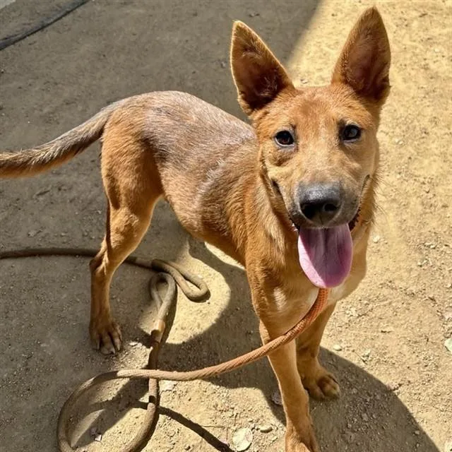 A young small-sized female German Shepherd Dog dog named Birdie for adoption in Ontario, CA