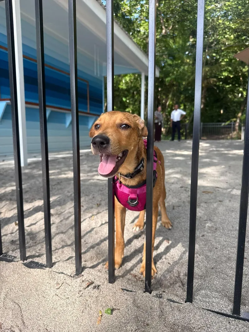 A baby medium-sized male Brown / Chocolate Mixed Breed dog named Jagger for adoption in Richmond, VA