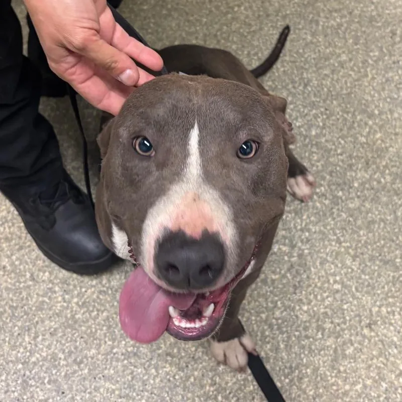 An adult medium-sized male Gray / Blue / Silver Pit Bull Terrier dog named Kensington for adoption in San Gabriel, CA