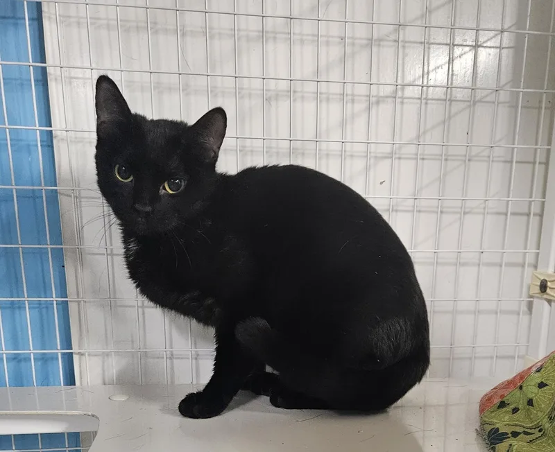 An adult medium-sized female Domestic Short Hair cat named Bitter Blue for adoption in Claremont, NH