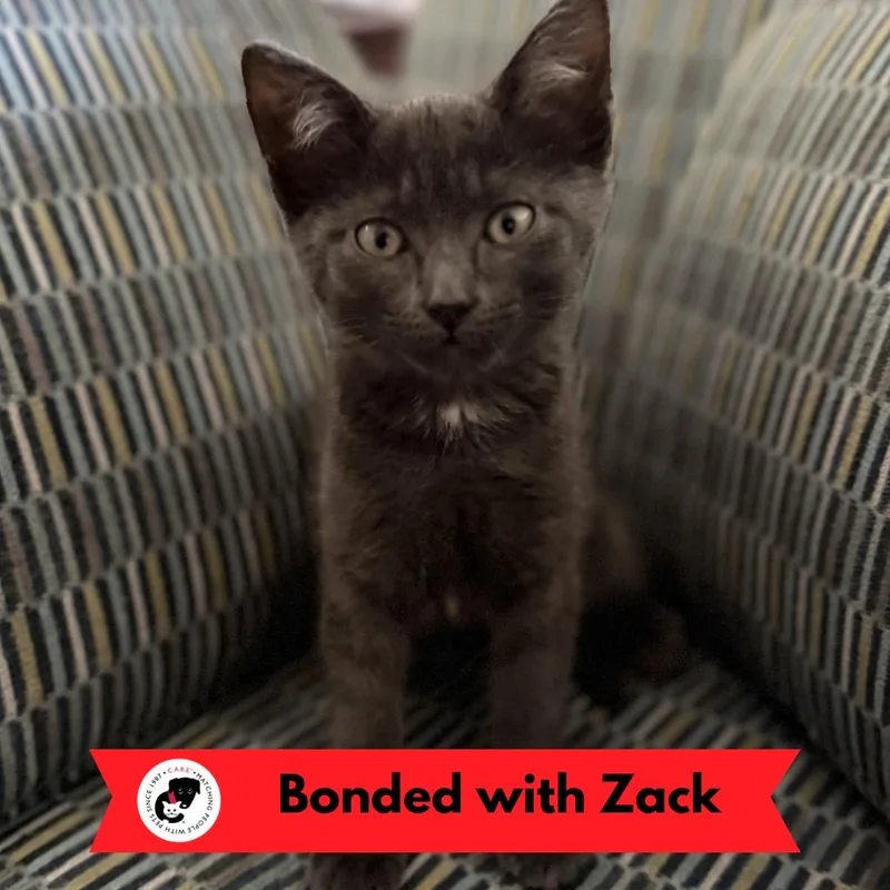 A baby small-sized female Gray / Blue / Silver Domestic Short Hair cat named Stormy for adoption in Skokie, IL
