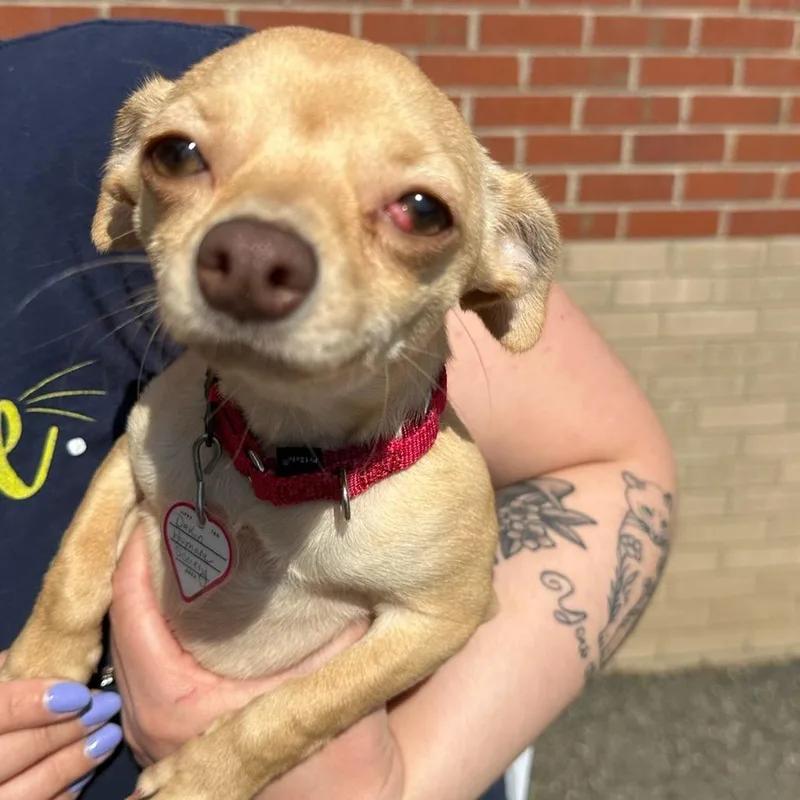 Princess thumbnail 3