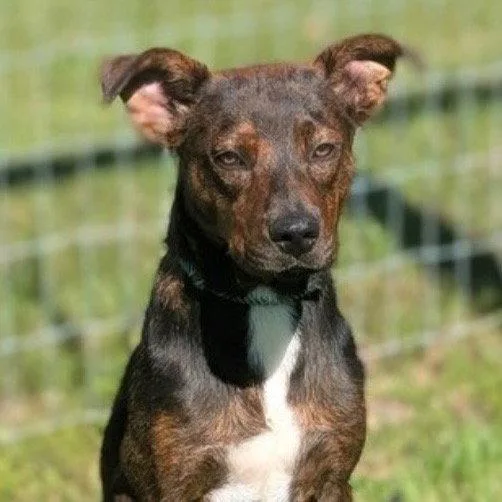 A young medium-sized male Plott Hound dog named Roxs for adoption in Bloomfield, CT