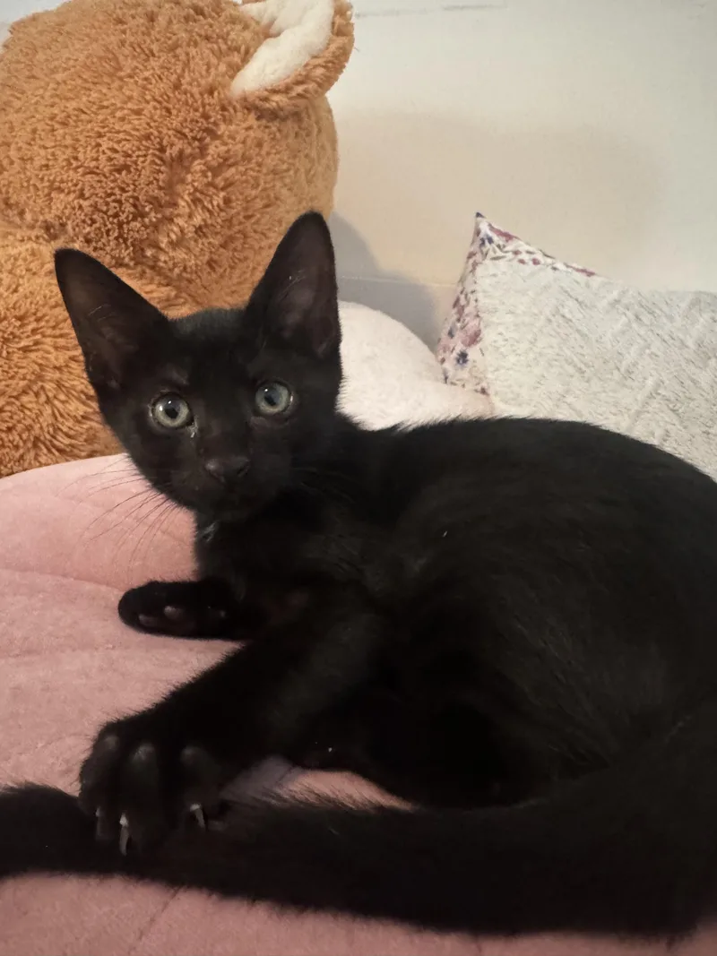 A baby medium-sized female Domestic Short Hair cat named Nyx for adoption in Sunrise, FL