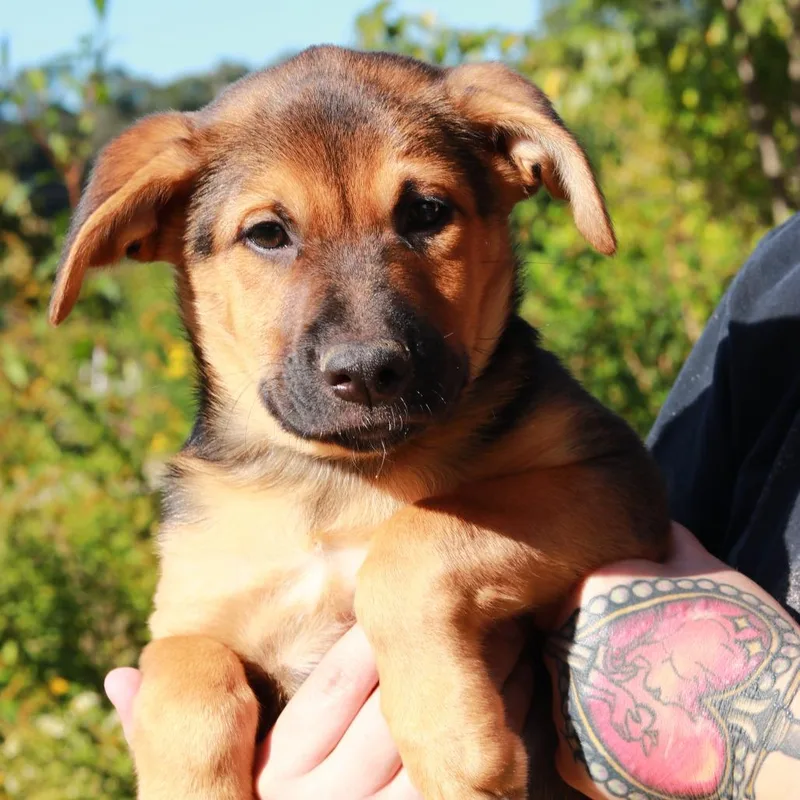 A baby medium-sized male German Shepherd Dog dog named CT Bruno for adoption in Eastford, CT