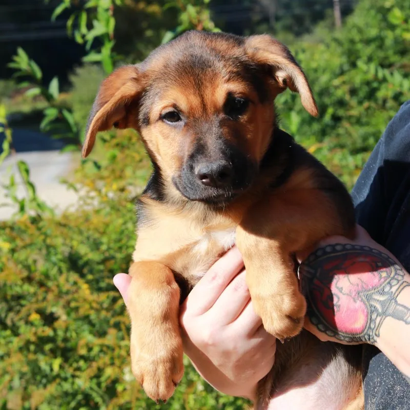 CT Bruno thumbnail 2