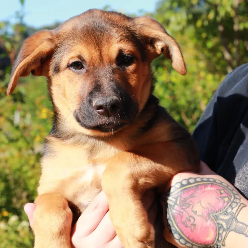 CT Bruno thumbnail 3