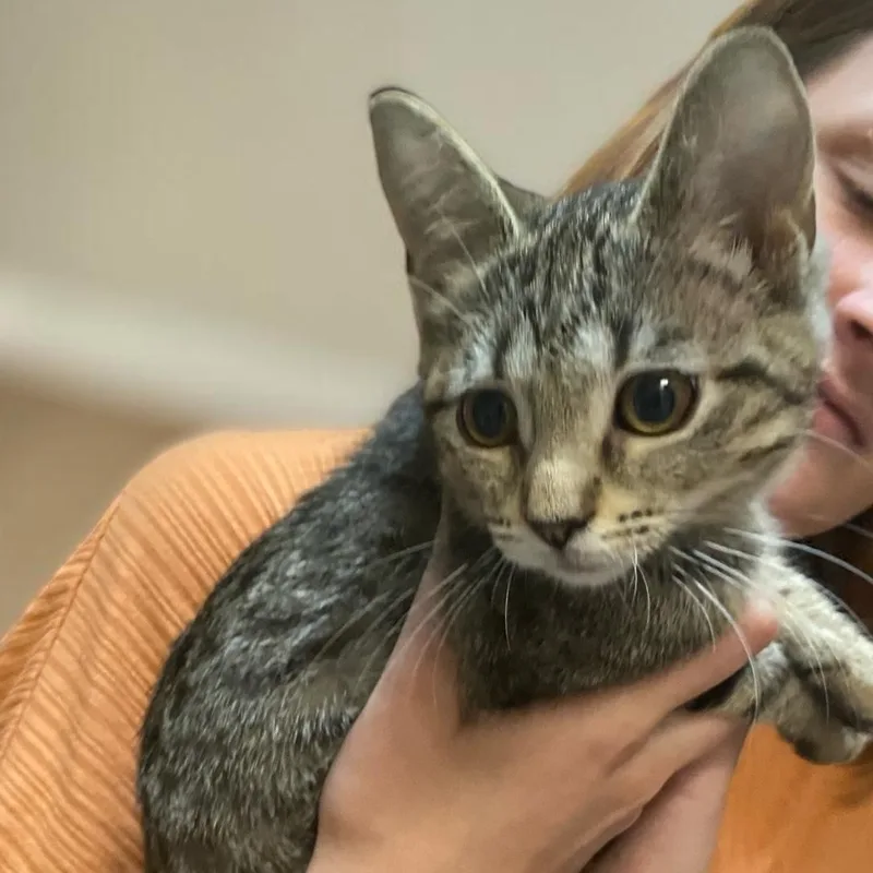 A baby small-sized female Tabby (Brown / Chocolate) Domestic Short Hair cat named Purse for adoption in Elyria, OH