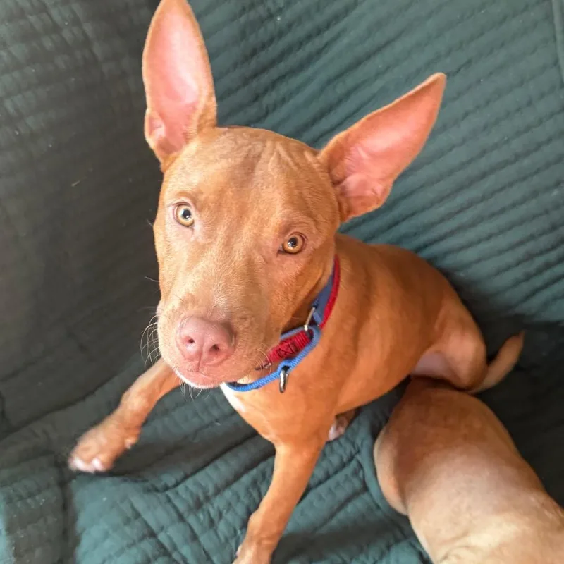 A young medium-sized male Pharaoh Hound dog named Mateo for adoption in Washington, PA