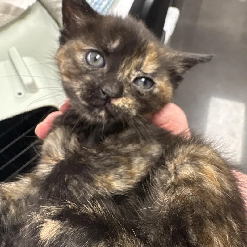 A baby small-sized female Tortoiseshell Domestic Short Hair cat named Magician for adoption in Morganton, NC