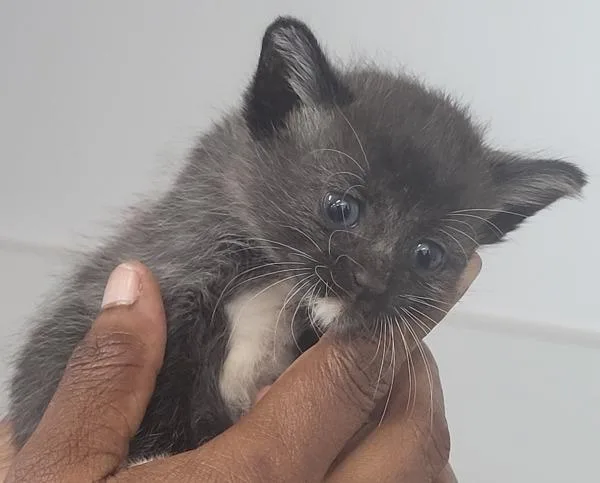 A baby small-sized female Domestic Short Hair cat named Miley for adoption in Lawrenceville, GA