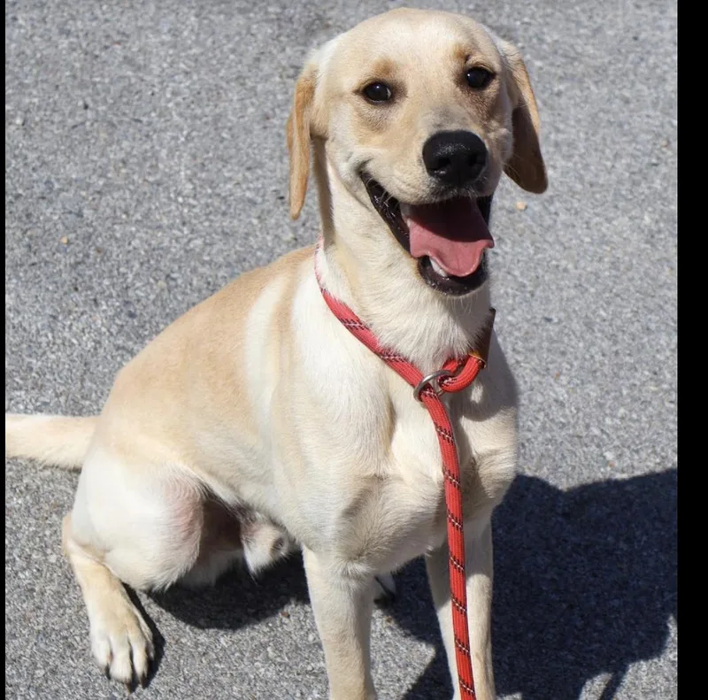 A young medium-sized male Labrador Retriever dog named Otis for adoption in Hollister, MO