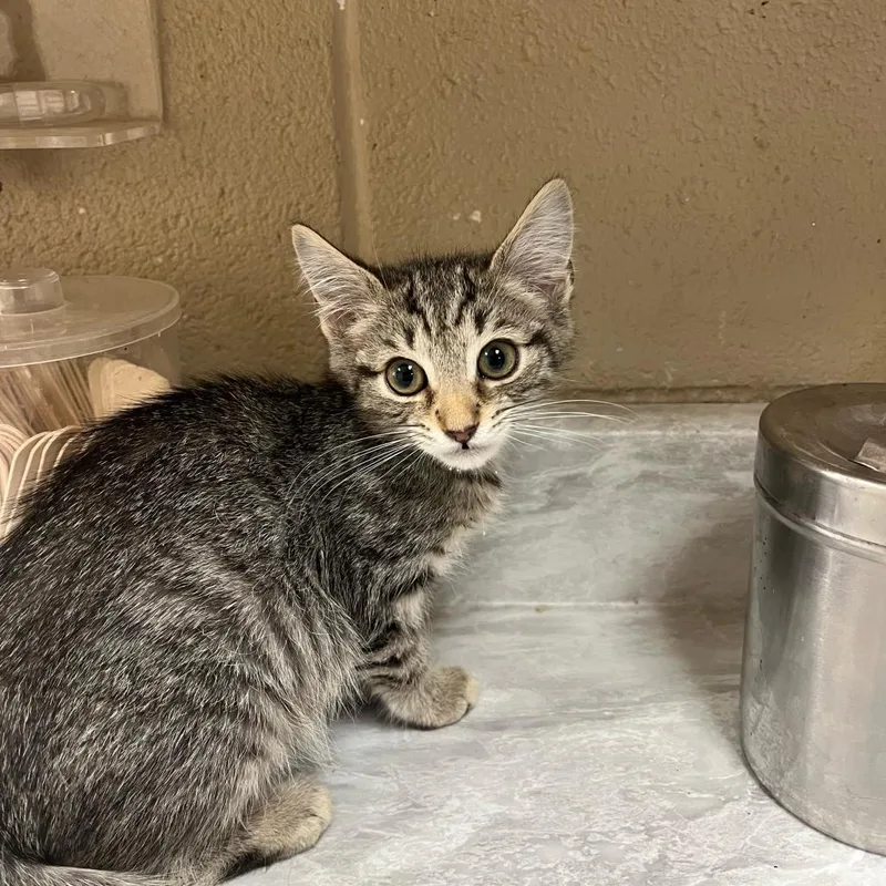 A baby small-sized female Black Domestic Short Hair cat named Sheila for adoption in Lewisburg, WV