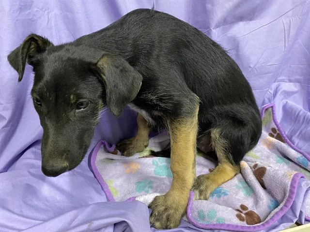 A baby small-sized female German Shepherd Dog dog named A for adoption in Modesto, CA