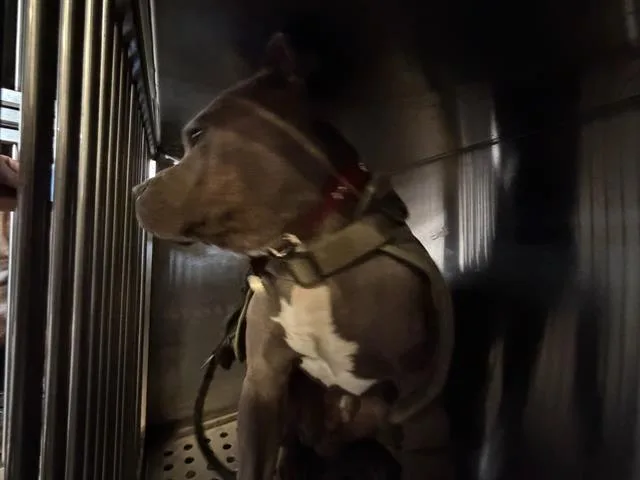 A young large-sized male Mixed Breed dog named Titan for adoption in Dallas, TX