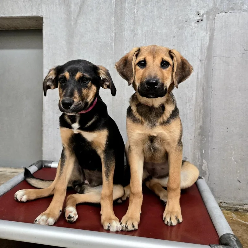 A baby small-sized female Black Shepherd dog named Mocha for adoption in Albuquerque, NM