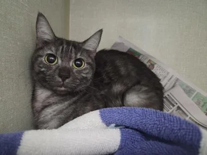 A young small-sized female Domestic Short Hair cat named Luna for adoption in Westland, MI