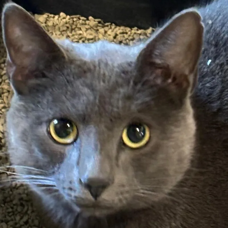 A young medium-sized male Domestic Short Hair cat named Dusty for adoption in Elizabethton, TN