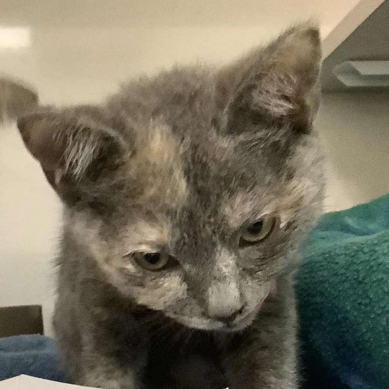 A baby small-sized female Tortoiseshell Domestic Short Hair cat named Maisy for adoption in Redwood City, CA