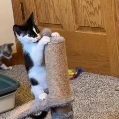 A baby small-sized male Black Domestic Short Hair cat named Rocket for adoption in Madison, WI