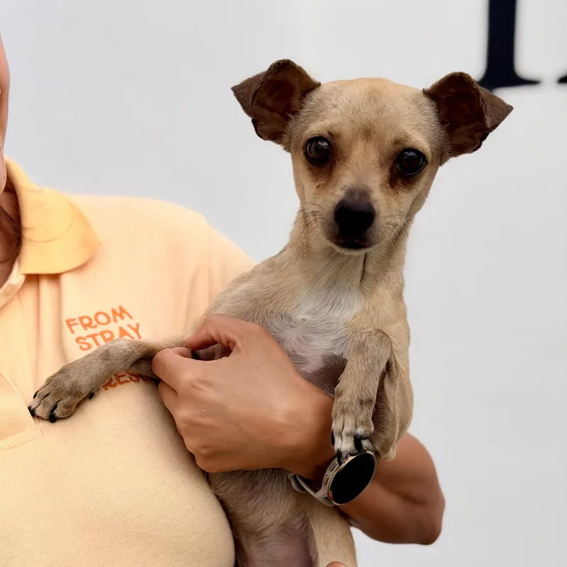 A young small-sized male Apricot / Beige Chihuahua dog named Nugget for adoption in Manvel, TX