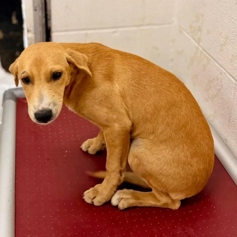 A young medium-sized male Yellow / Tan / Blond / Fawn Mixed Breed dog named Zeus for adoption in Evensville, TN