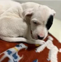 A baby medium-sized female Mixed Breed dog named Panda Cp for adoption in West Chester, PA