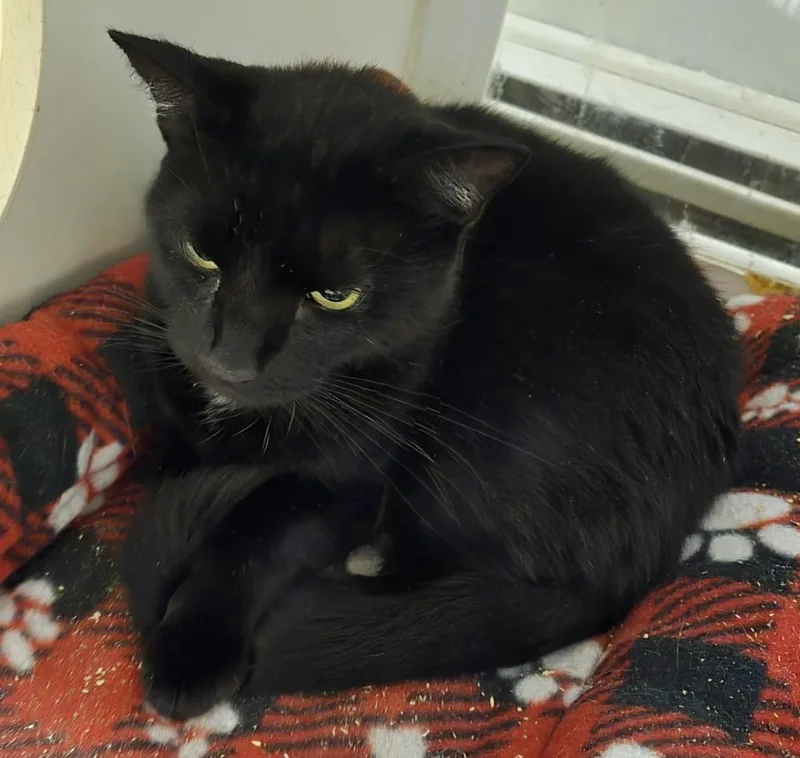 A young medium-sized female Domestic Short Hair cat named Nova Citron for adoption in Windsor, CT