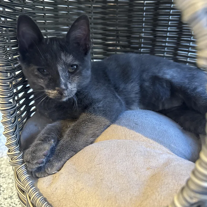 A baby medium-sized female Russian Blue cat named Misha for adoption in Austin, TX