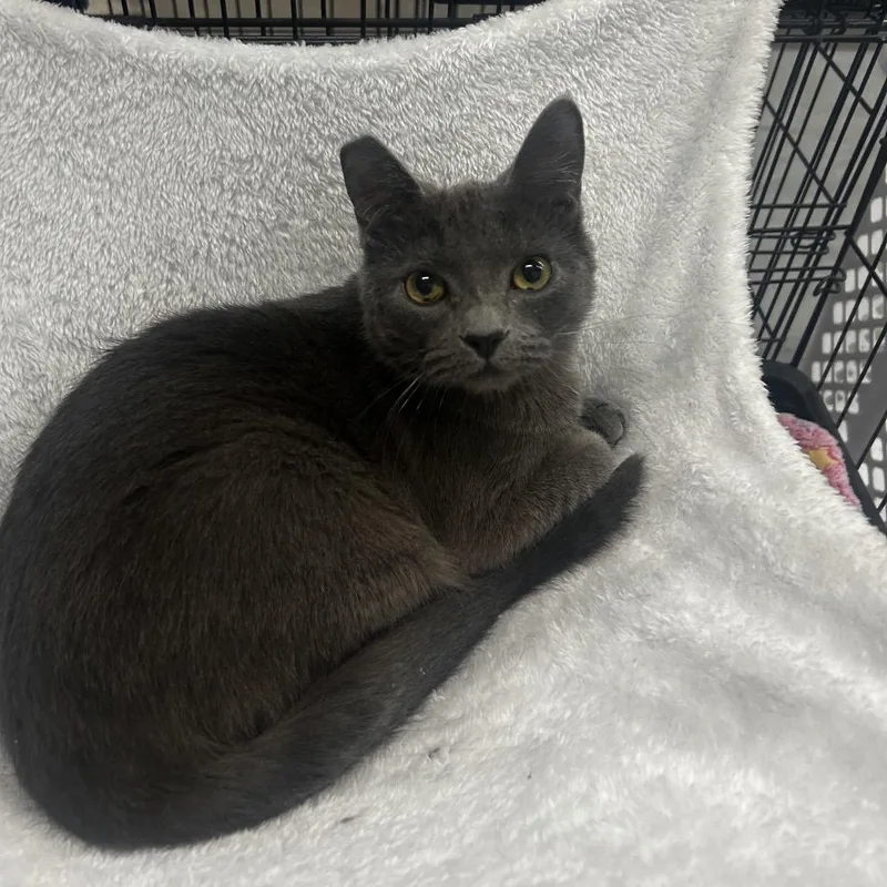 A young medium-sized female Gray / Blue / Silver Domestic Short Hair cat named Teela for adoption in Las Vegas, NV