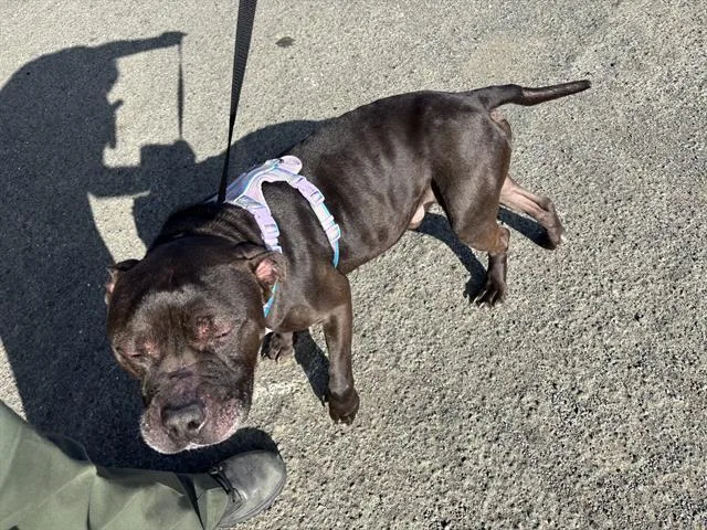 An adult medium-sized male Pit Bull Terrier dog named Hambone for adoption in Fairfield, CA