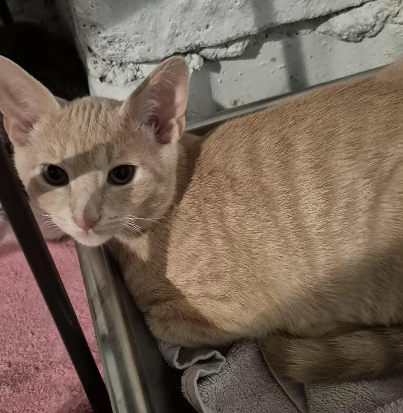A baby small-sized male Orange / Red Domestic Short Hair cat named Darian for adoption in Pittsburgh, PA
