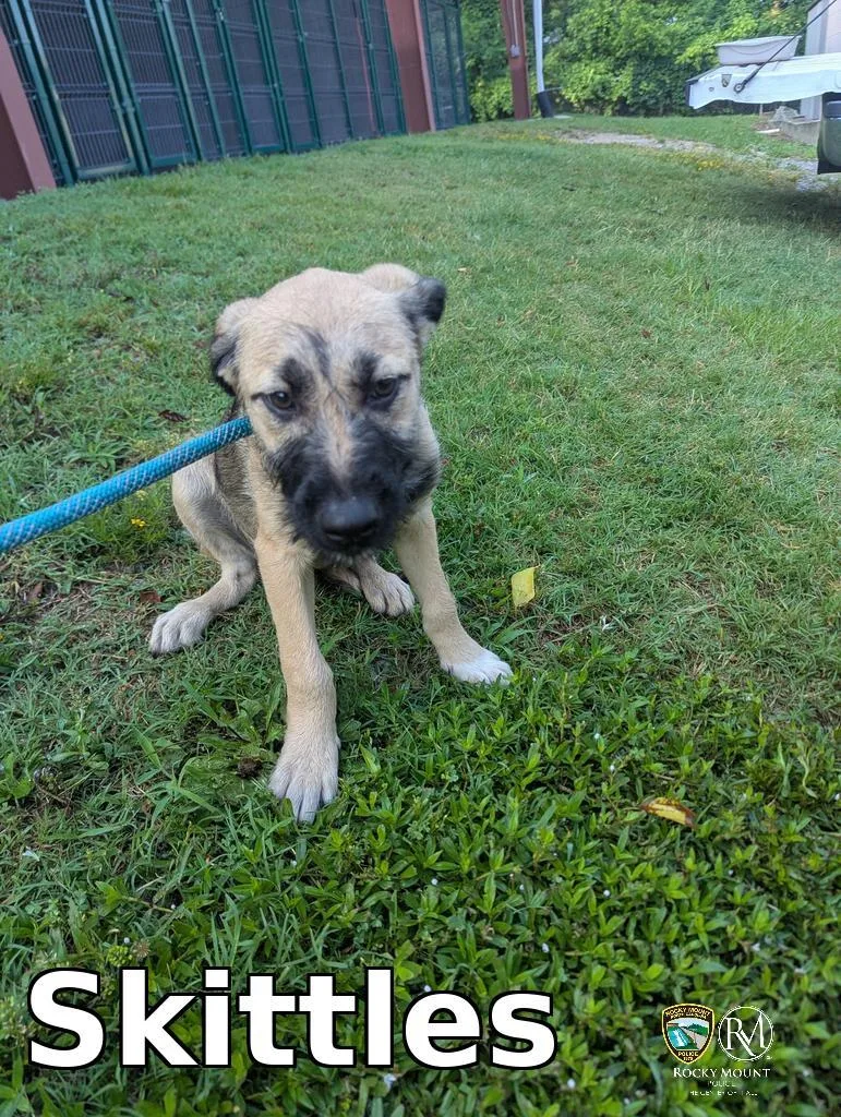 A baby medium-sized male Pit Bull Terrier dog named Skittles for adoption in Rocky Mount, NC