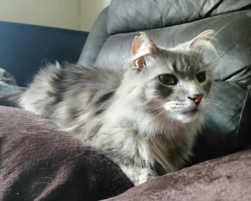 A senior large-sized male Gray / Blue / Silver Domestic Long Hair cat named Moonbeam for adoption in Lansing, MI
