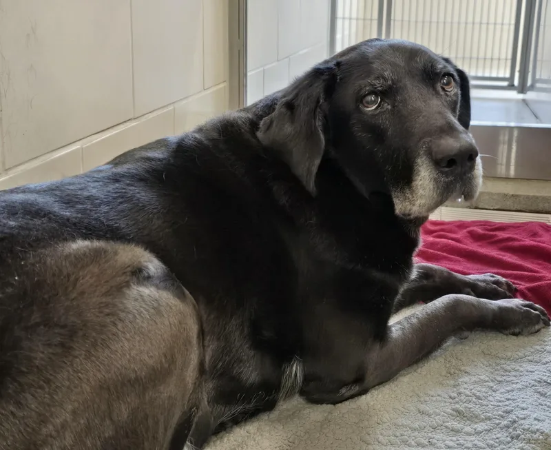 Maggie