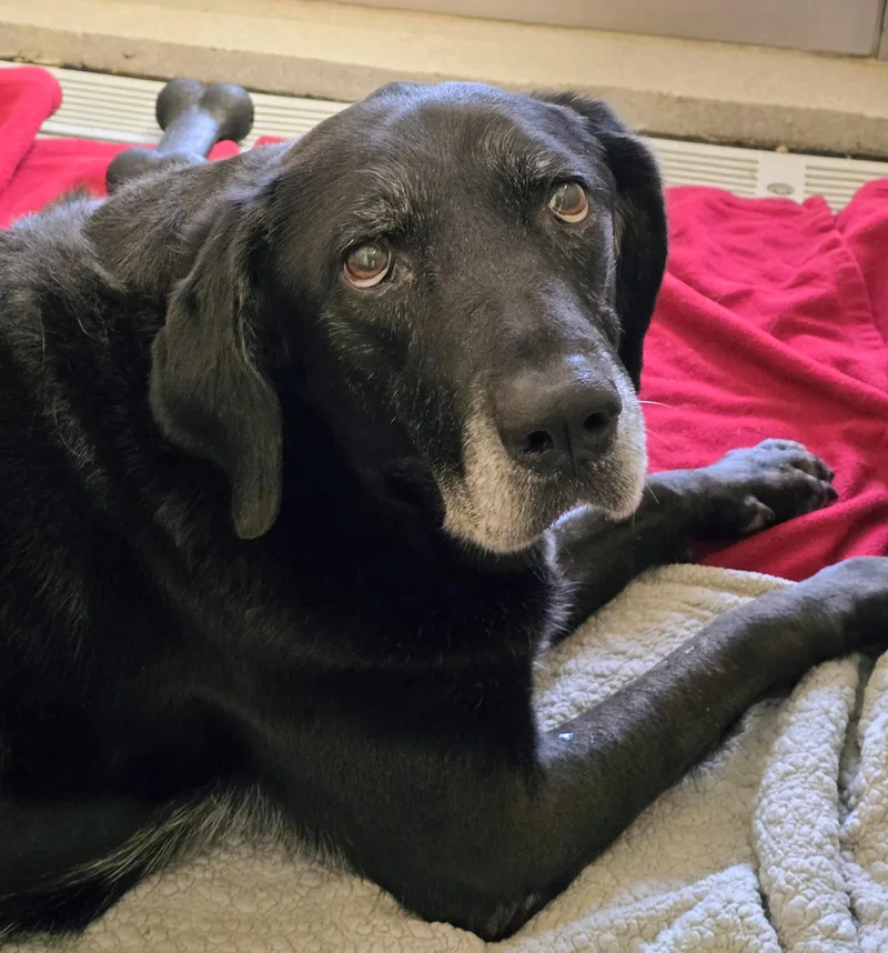 Maggie thumbnail 3